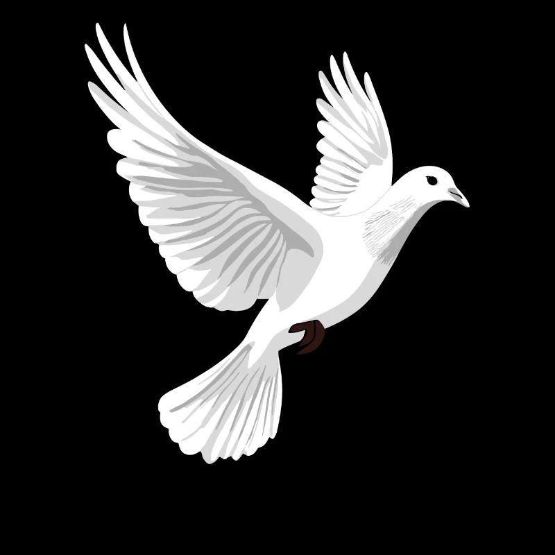 Taube Weiß Frieden Peace Ringeltaube Weiße Tauben