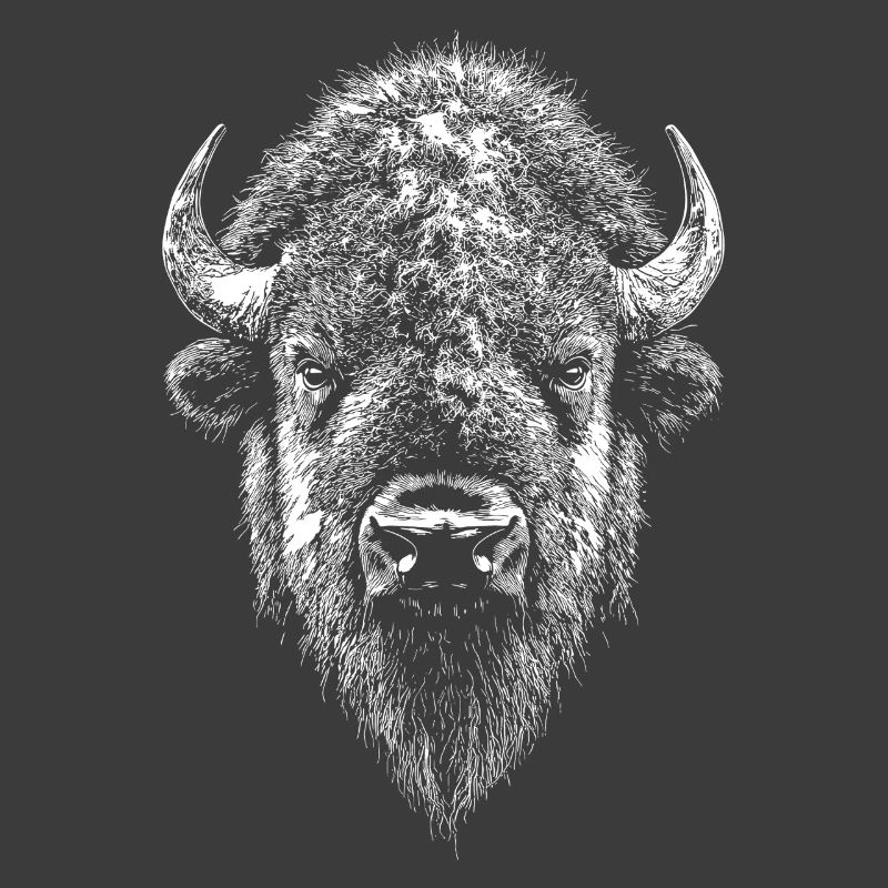 Bison, Bison, Wild Cattle, Buffalo, American Bison