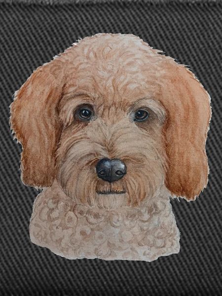 Labradoodle