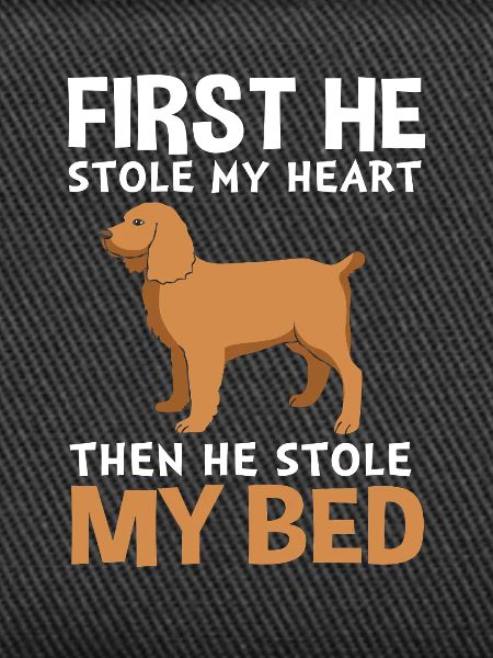 Boykin Spaniel