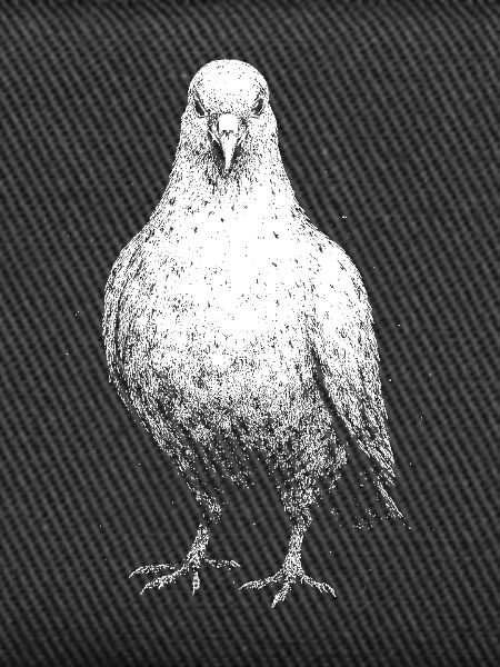 A pigeon