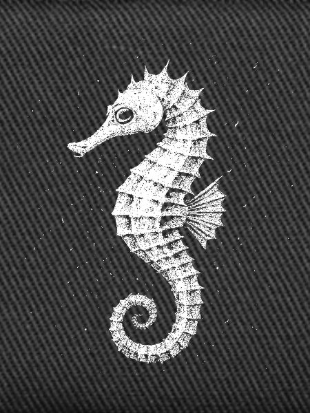 Seepferdchen