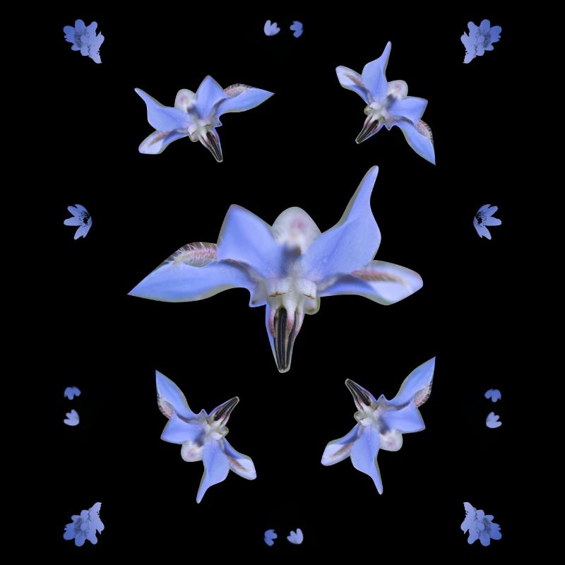 Borretsch Muster blaue Blumen lila Blüten
