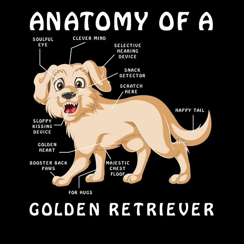 Illustration de l’anatomie d’un Golden Retriever