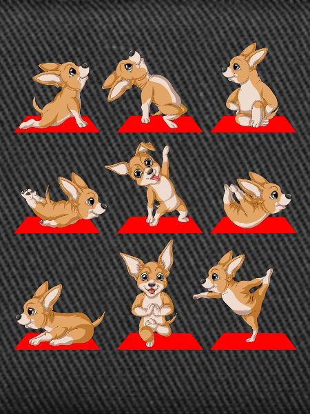 Chihuahua Yoga