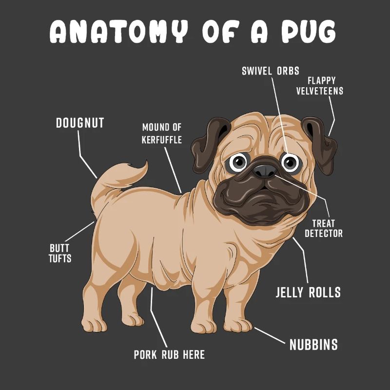Mops-Anatomie