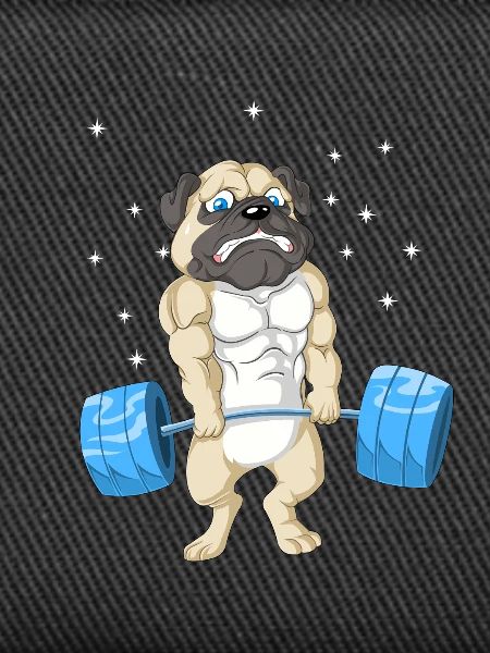 Mops Gewichtheben Fitnessstudio