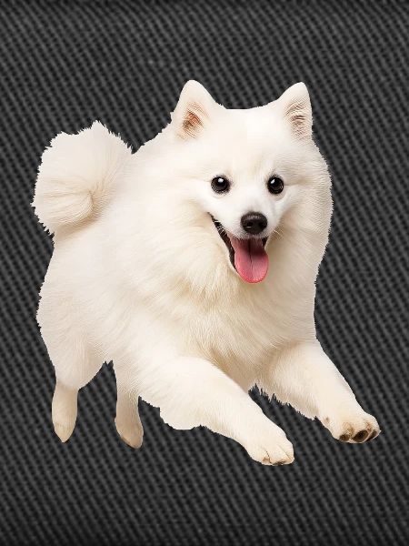Japan Spitz