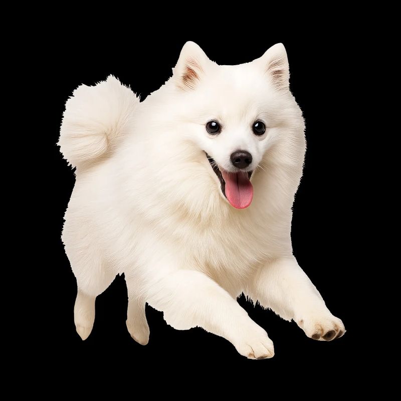 Spitz japonais