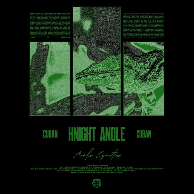 Cuban Knight Anole Lizard Owner Reptile Keeper