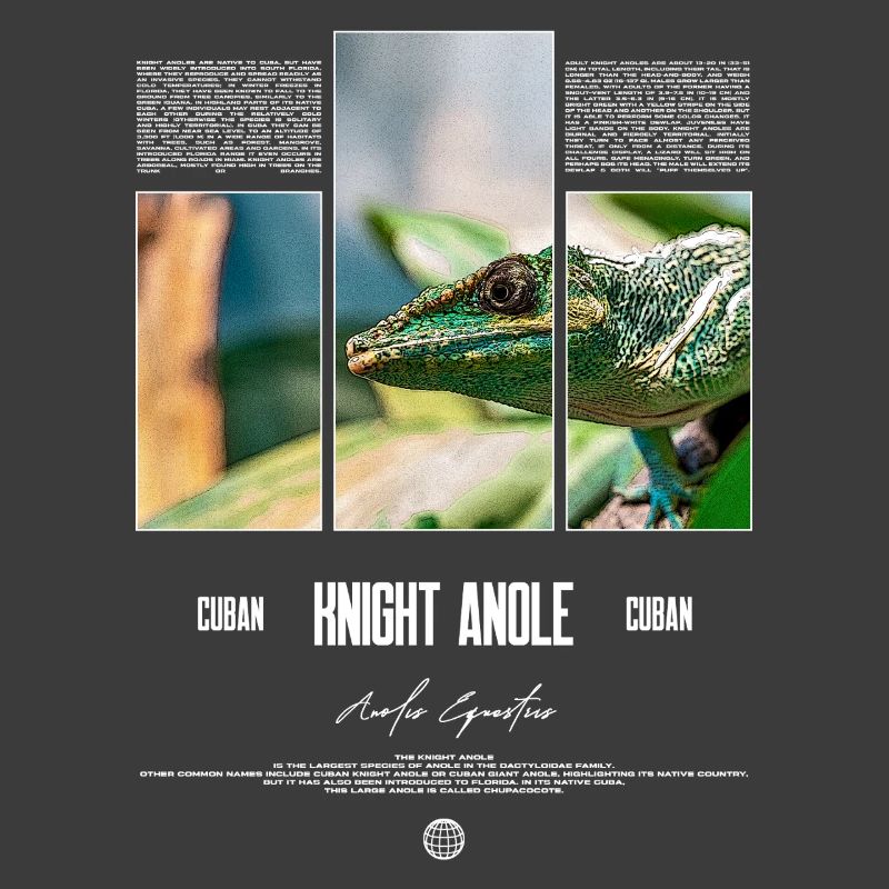 Cuban Knight Anole Lizard Owner Reptile Keeper
