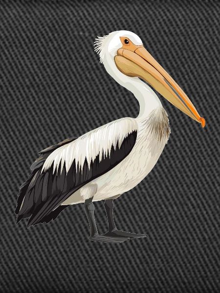 Pelicans Pelican