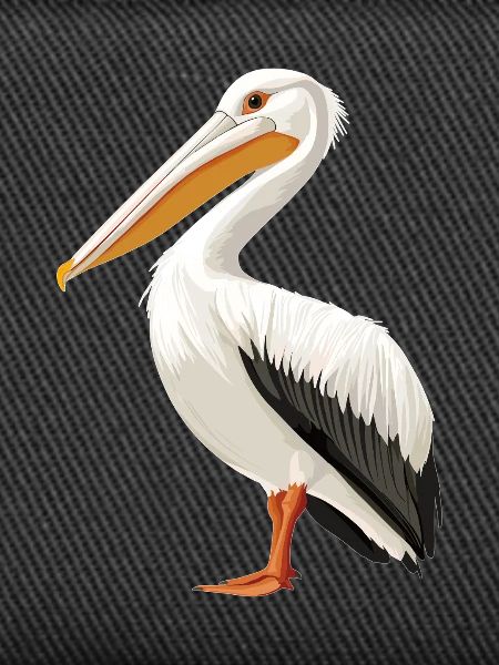 Pelicans Pelican