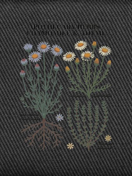 Apothecary Herbs – Chamomile & Thyme