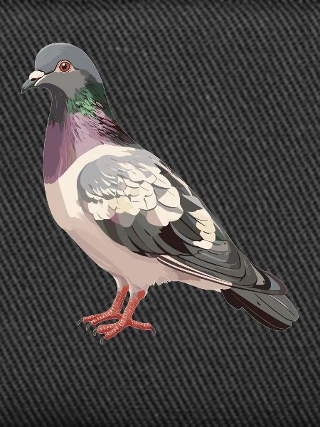Pigeons Pigeon