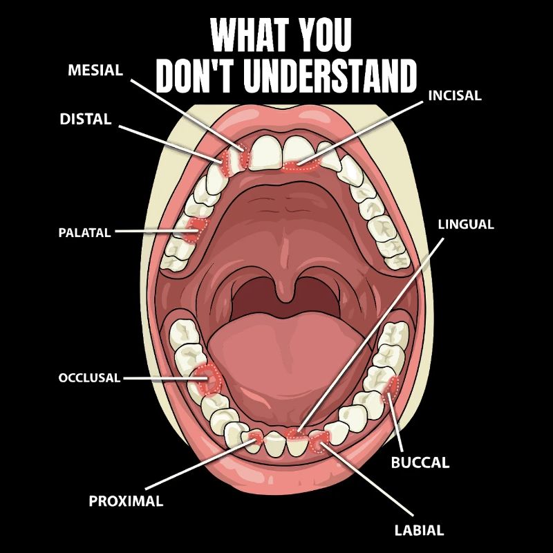 Teeth Surfaces Dental Assistant Dentist