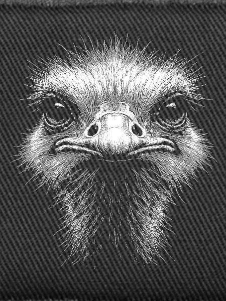 Ostrich Head