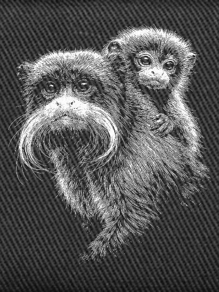 Tamarin