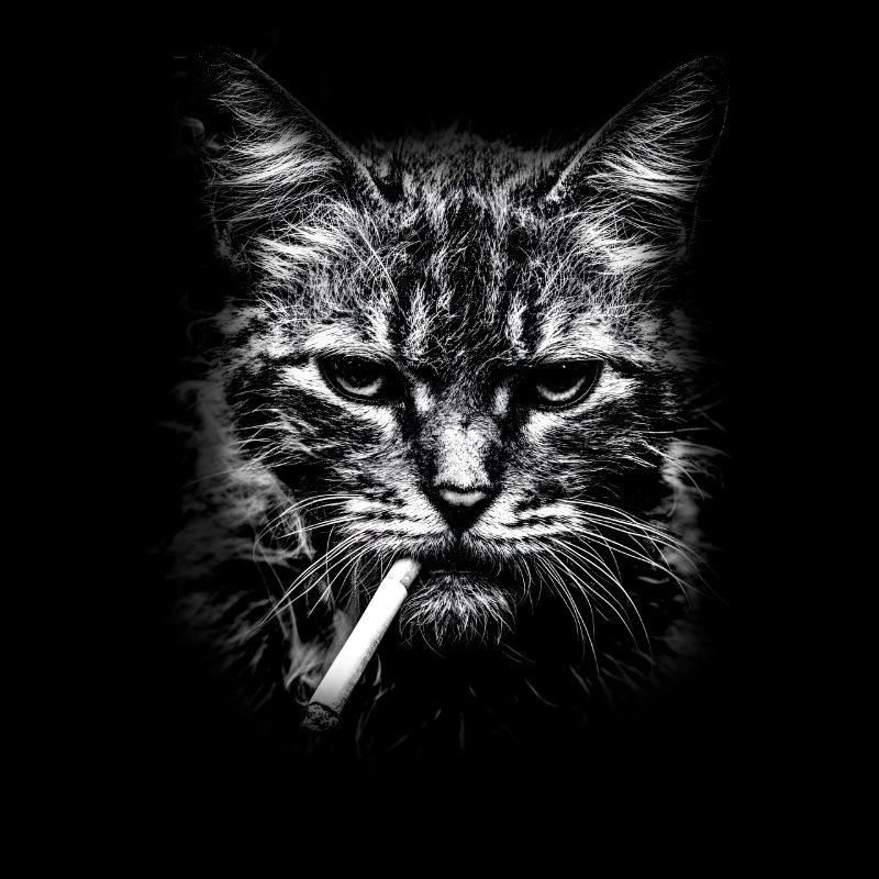 Rauchen, Zigarette, Katze raucht eine Zigarette
