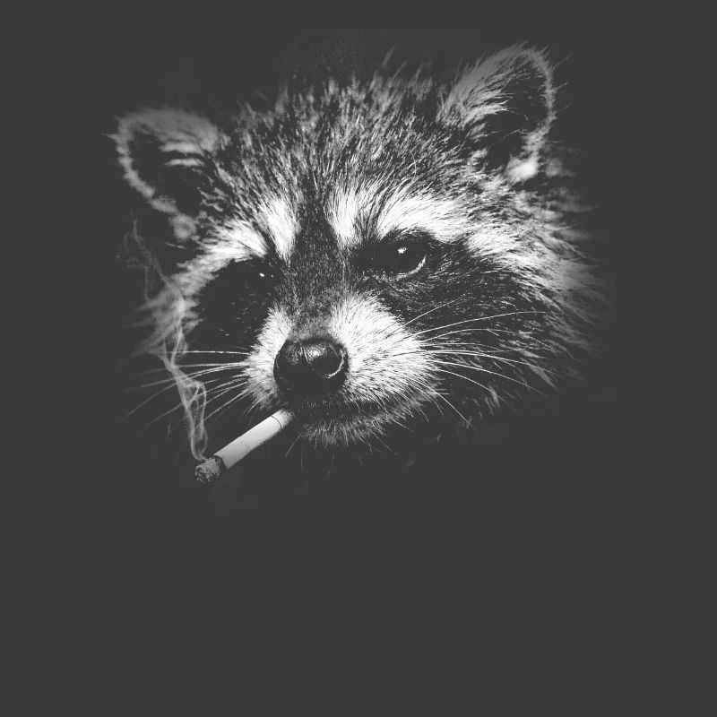 Rauchen, Zigarette, Waschbär raucht eine Zigarette