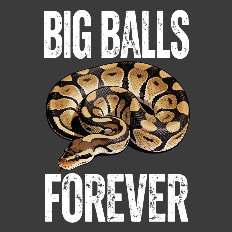 Königspython Schlangen Liebhaber Terrarium Python