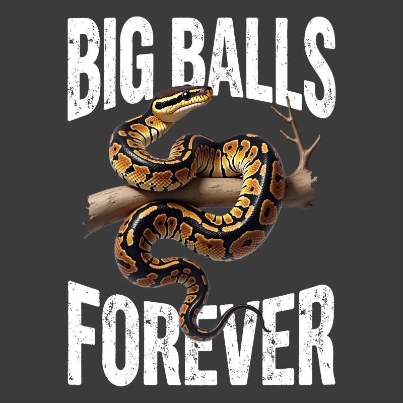 Königspython Schlangen Liebhaber Terrarium Python