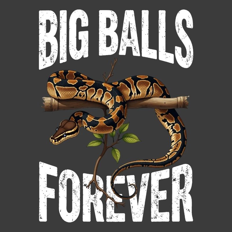 Königspython Schlangen Liebhaber Terrarium Python