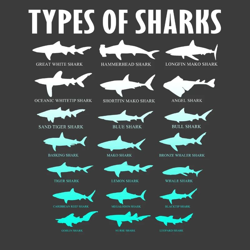 Types de requins Conception des requins d’océan | Chemise de requin