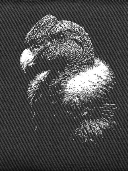condor