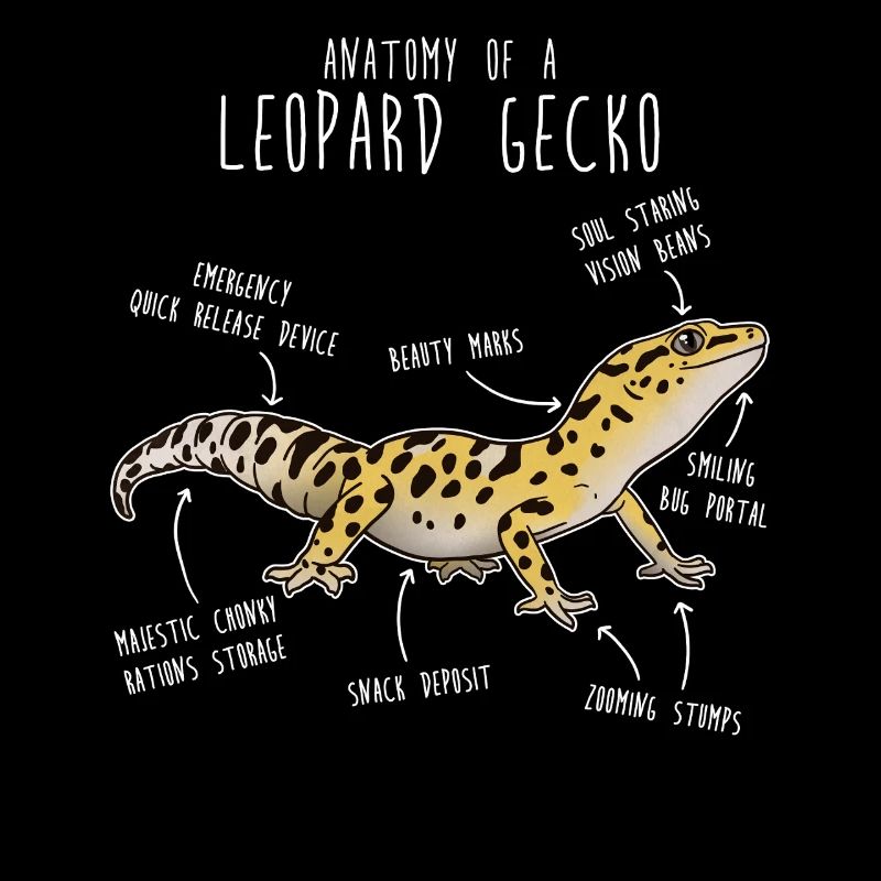 Leopard Gecko Lizard Reptile Anatomy