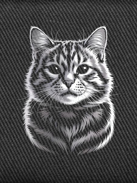 British Shorthair BKH