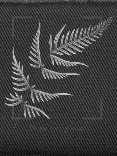 Fern leaf (Pteris semipinnata)