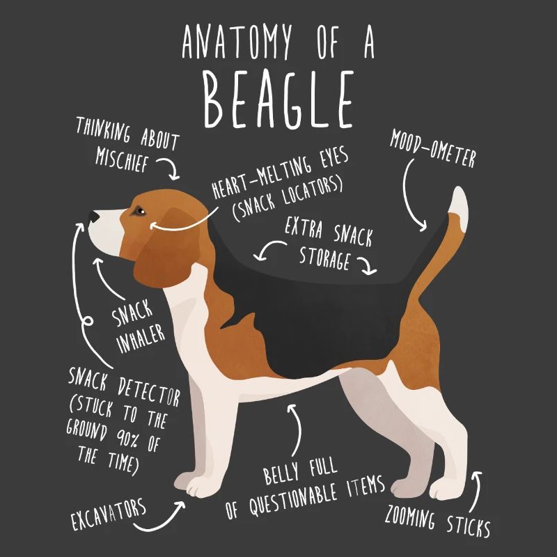 Anatomie du chien Rapetou