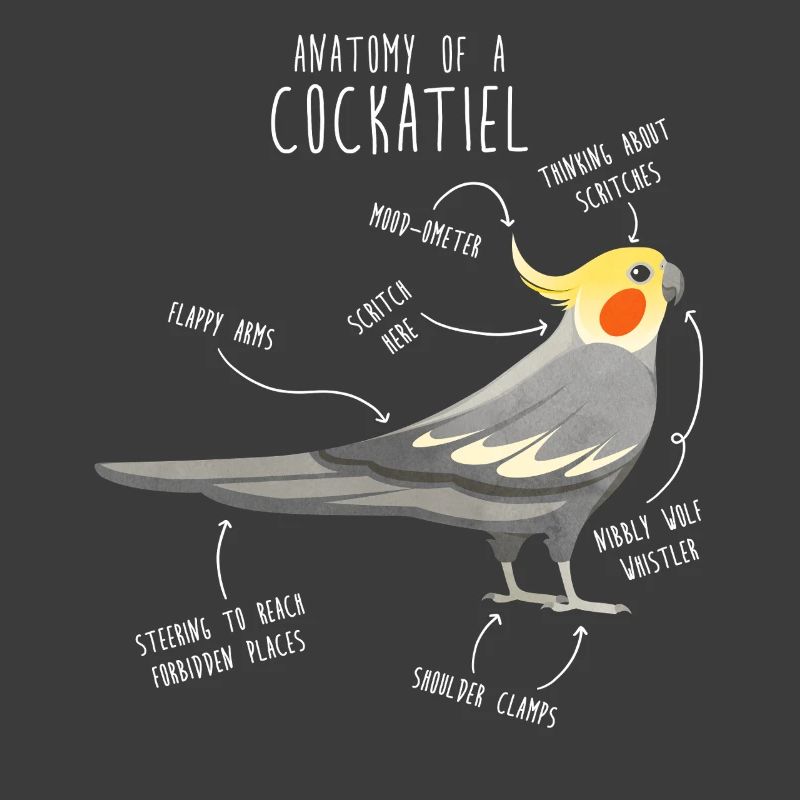 Anatomie de la calopsitte