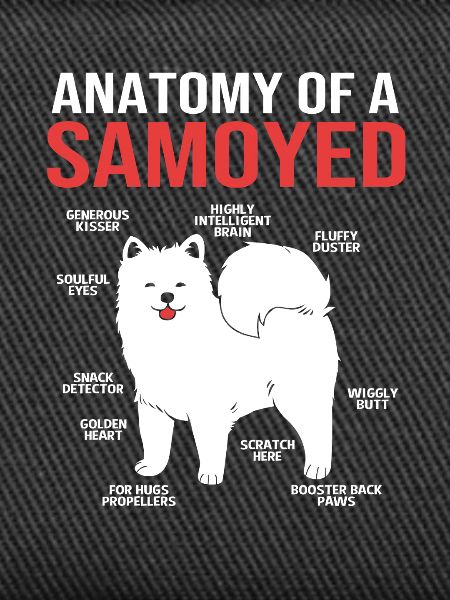 Samoyed Dog Samoyed