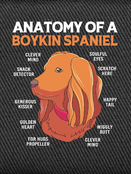 Boykin Spaniel