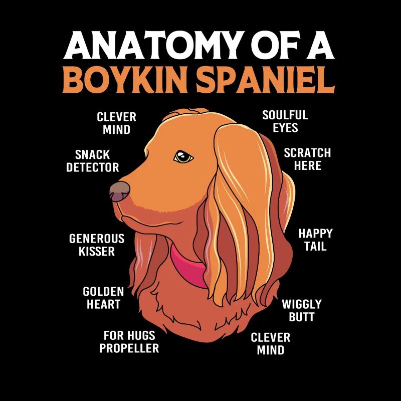 Boykin Spaniel
