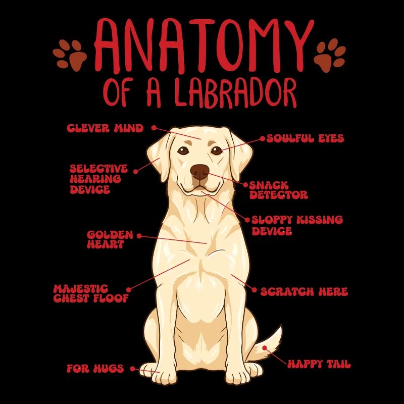 Chemise jaune d’anatomie Labrador