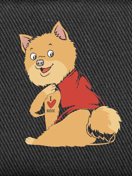 Zwergspitz Pomeranian