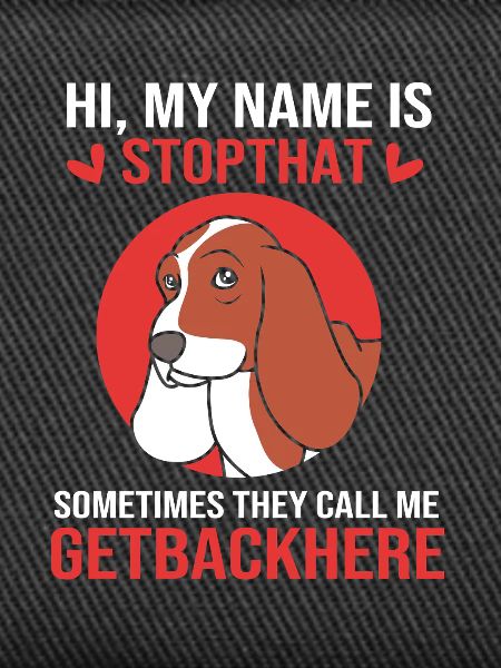 basset hound