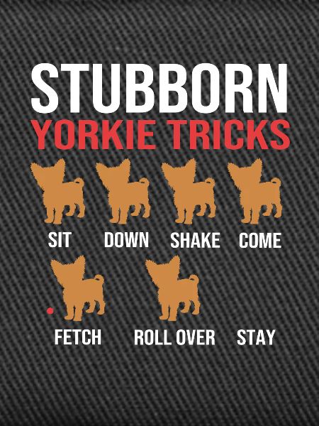 Yorkshire Terrier