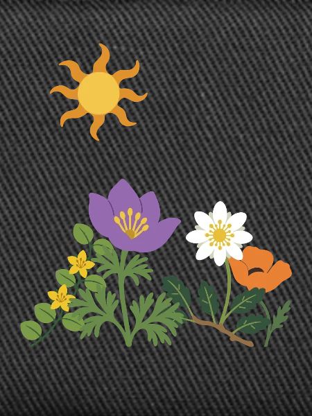 Blumen · Sonne · Natur · Mohn