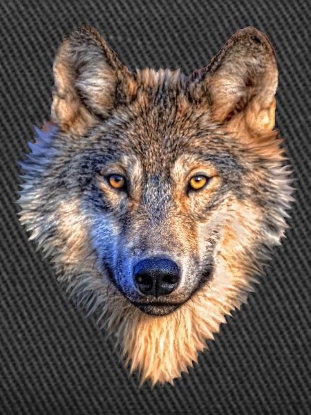 wolf