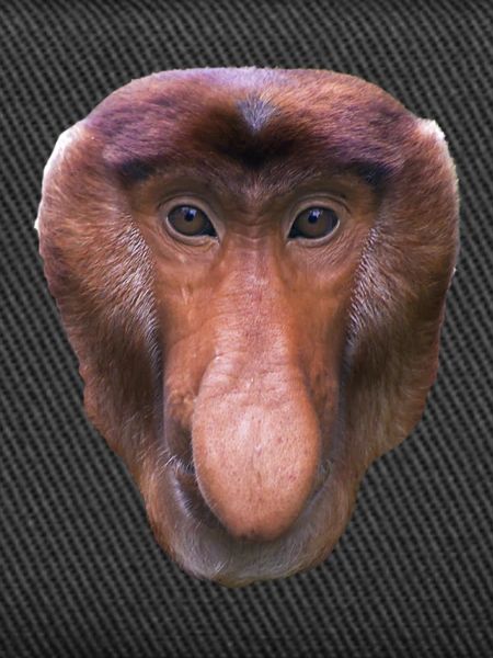 nasal monkey am431
