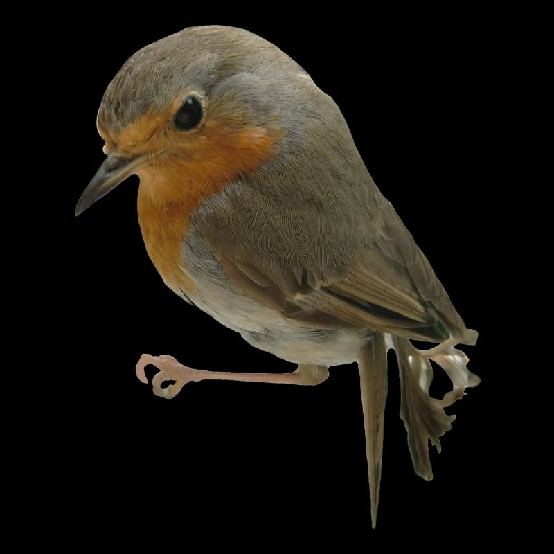 Rouge-gorge