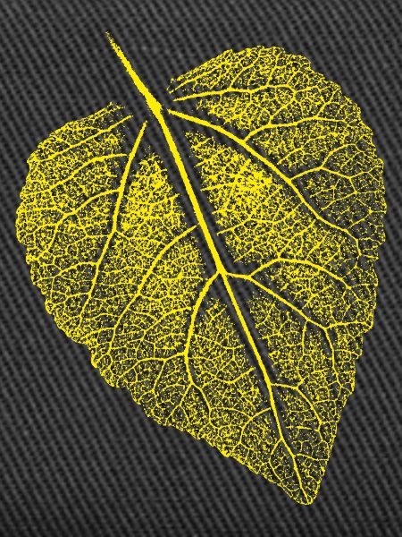Linden leaf / Leaf Linde
