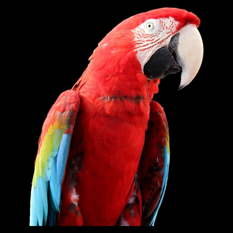 Perroquets oiseau T-shirt cadeau