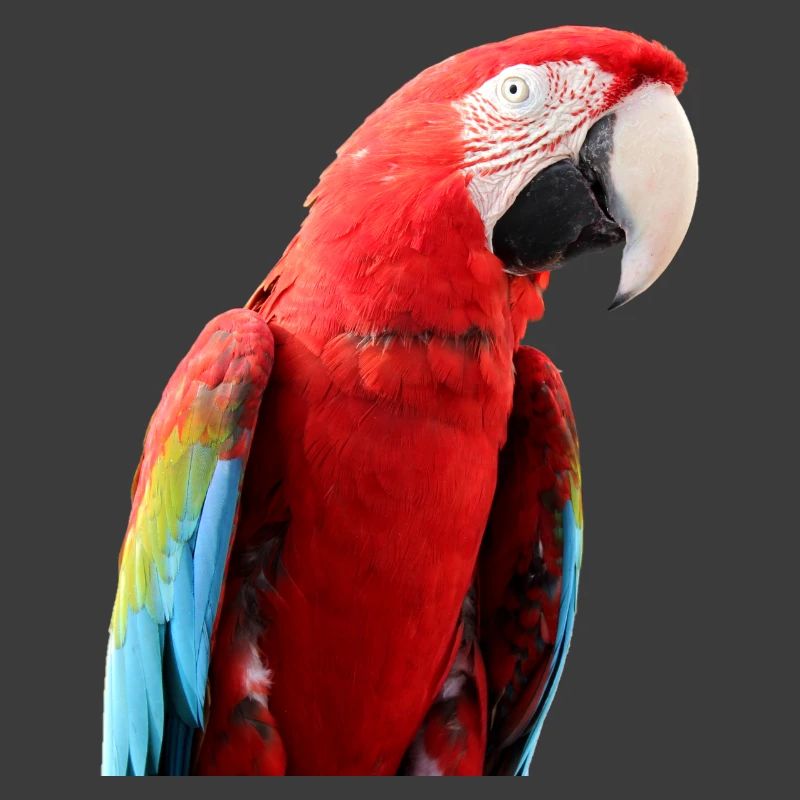 Parrots Bird T-shirt Gift
