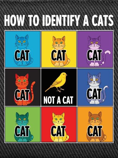 Cat Identification Guide