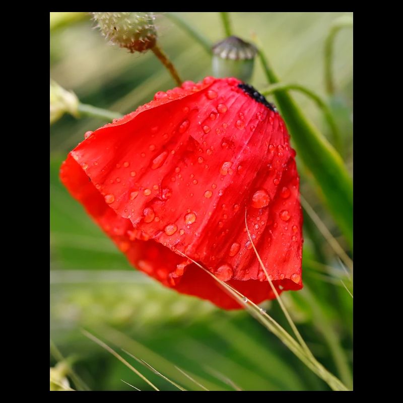 Poppy Drop Pattern Motif